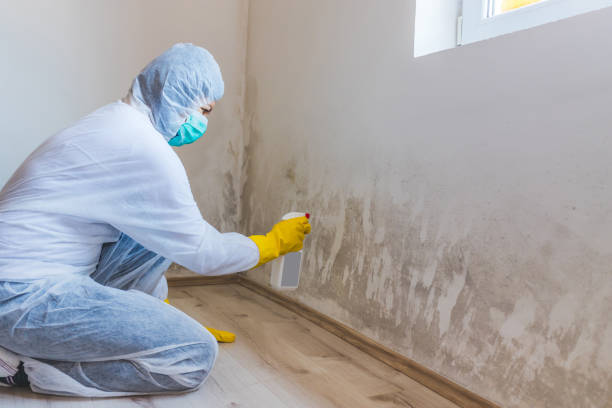 Licensed Mold Inspection service in Phoenixville, PA - WQB Mold Removal